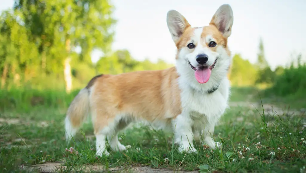 Pembroke Welsh Corgi dog name ideas