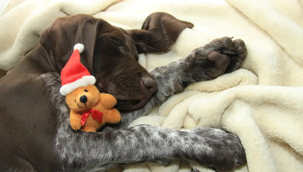 German Shorthaired Pointer Dog Name Ideas - puppy sleeping