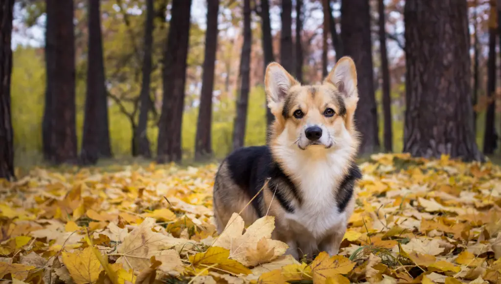 Pembroke Welsh Corgi dog name ideas