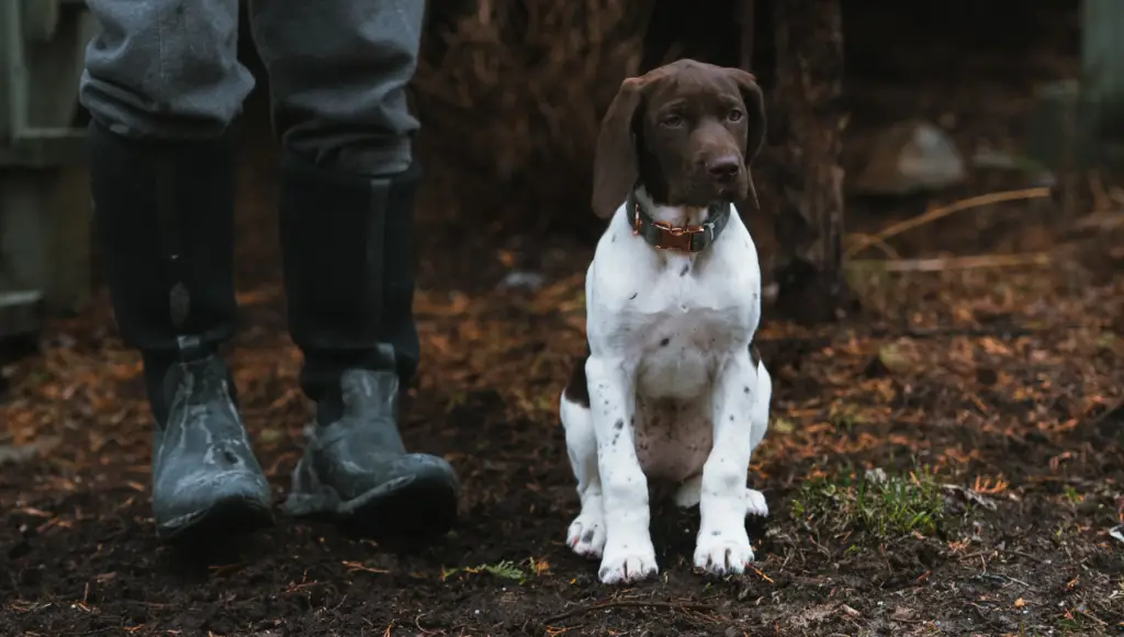 German Shorthaired Pointer Dog Name Ideas