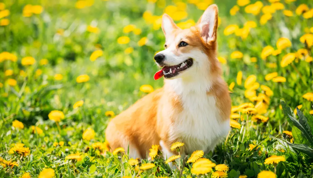 Pembroke Welsh Corgi dog name ideas