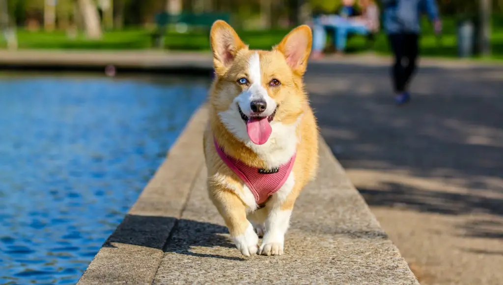 Pembroke Welsh Corgi dog name ideas