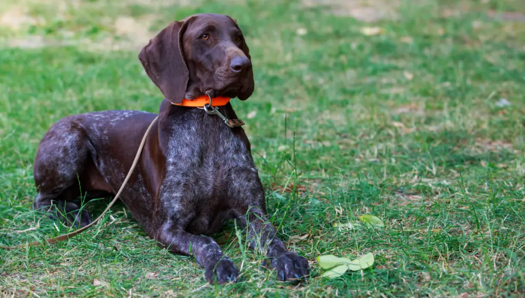 German Shorthaired Pointer Dog Name Ideas - gsp dog wearing an orange collar in a sphinx pose on grass