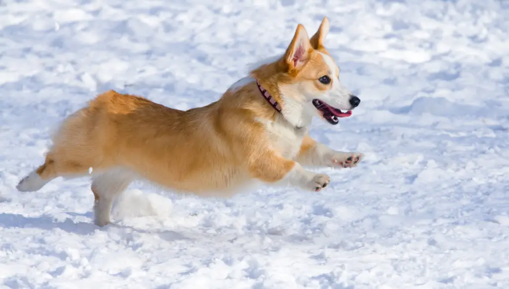 Pembroke Welsh Corgi dog name ideas