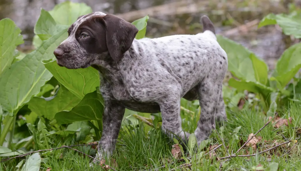 German Shorthaired Pointer puppy