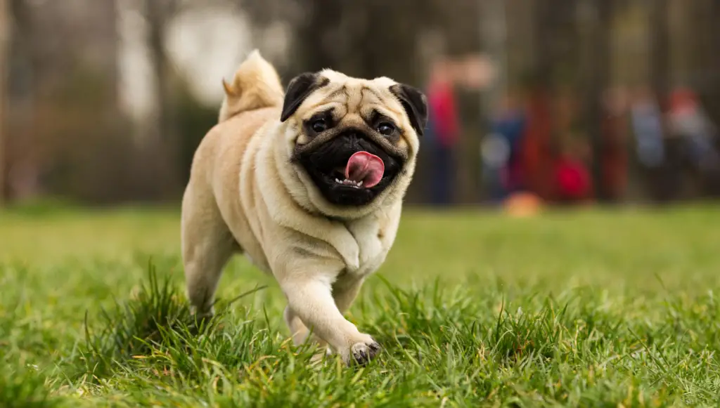 pug dog name ideas