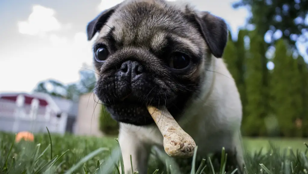 pug dog name ideas