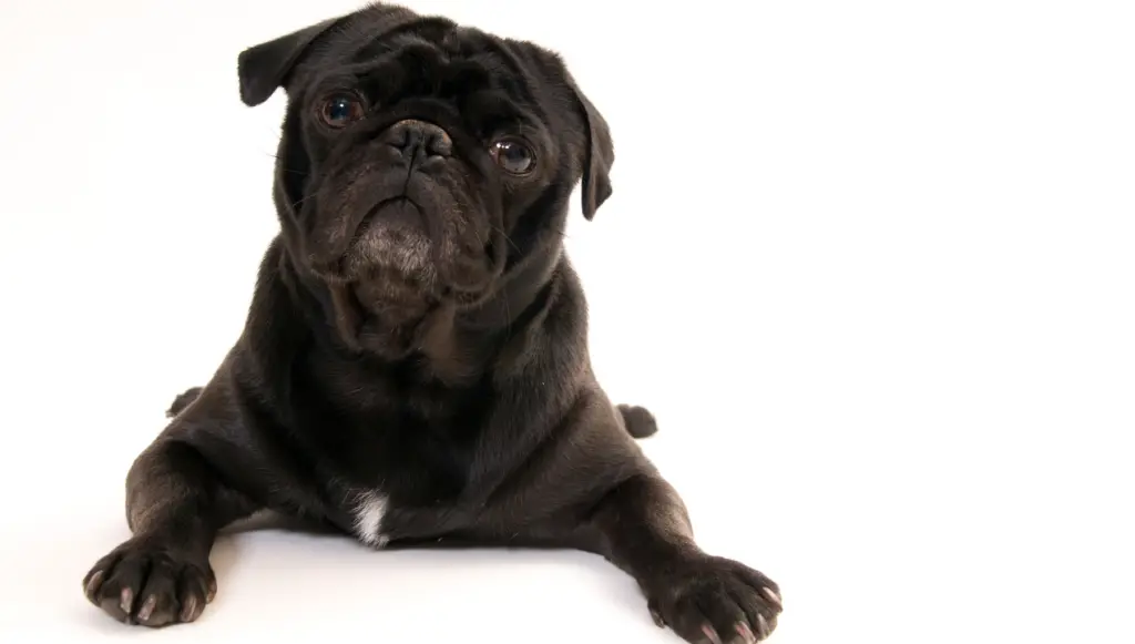 pug dog name ideas