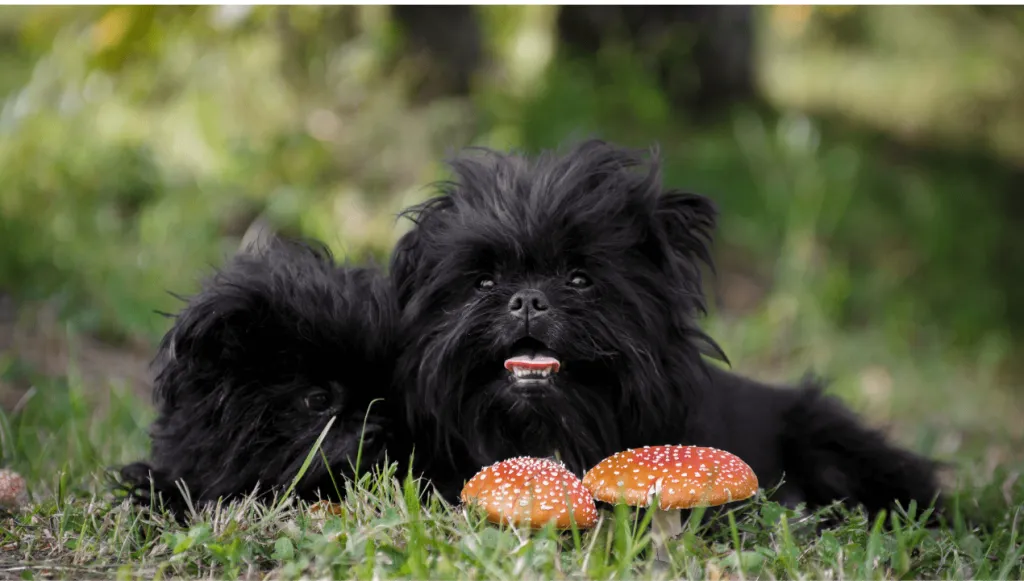 Affenpinscher