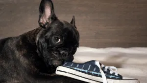 frenchie puppy chewing a shoe