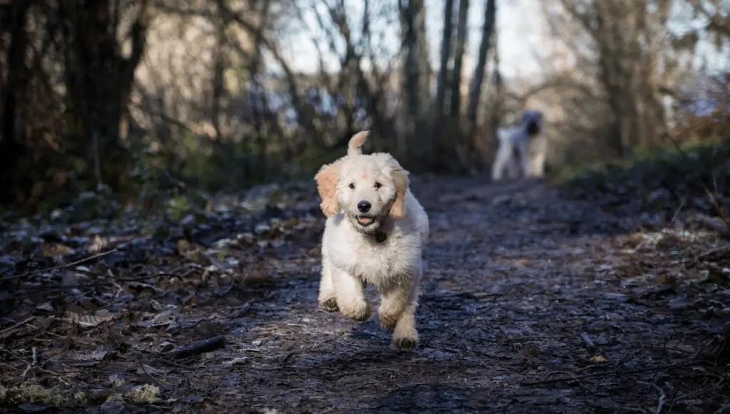 doodle puppy running in the woods