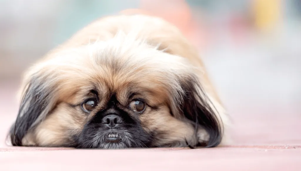 Pekingese