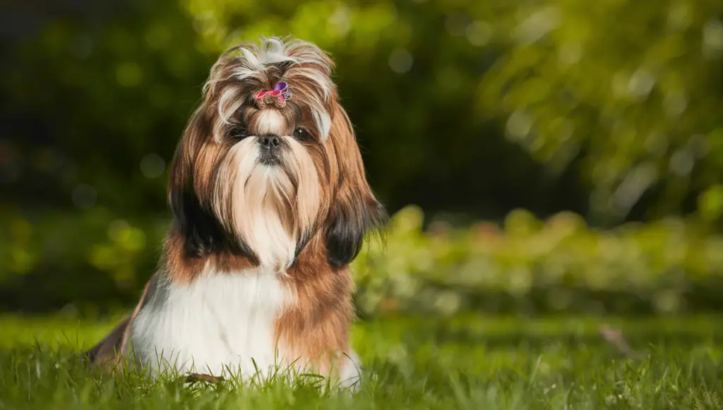 Shih Tzu