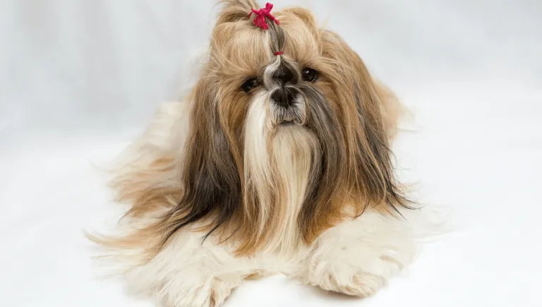 Shih Tzu