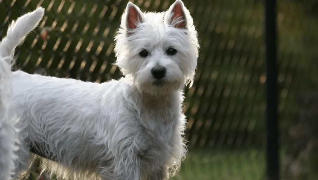 West Highland Terrier