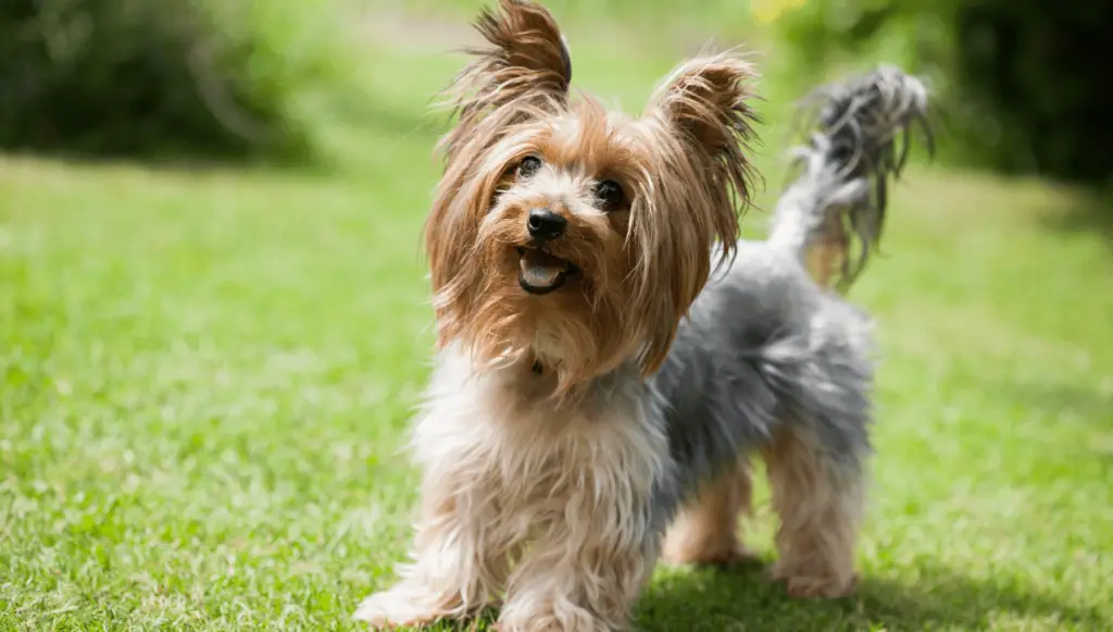 Yorkshire Terrier