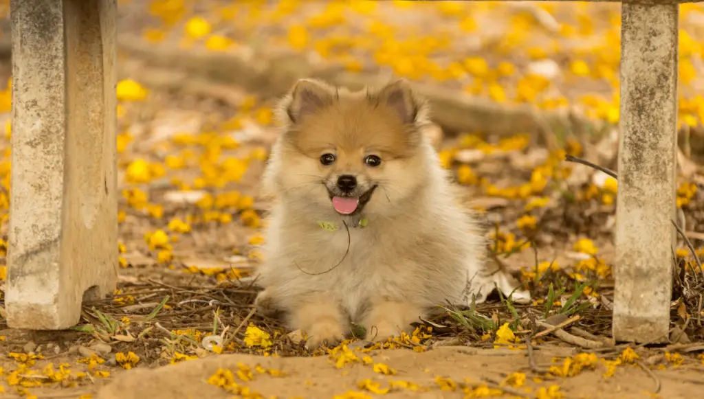 pomeranian