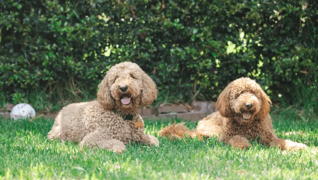 2 doodle dogs, (poodle mixes) laying on the grass