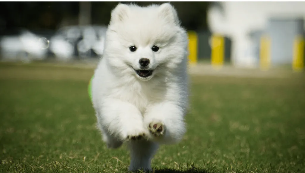 American Eskimo