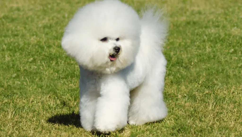 bichon frise