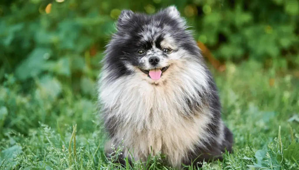 pomeranian