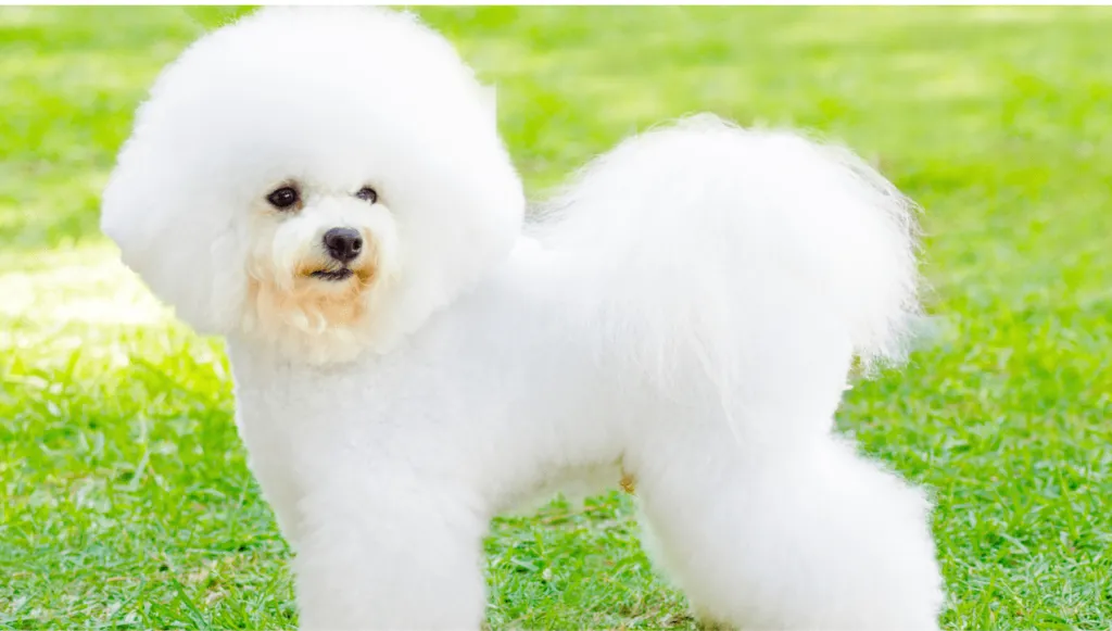 Bichon Frise