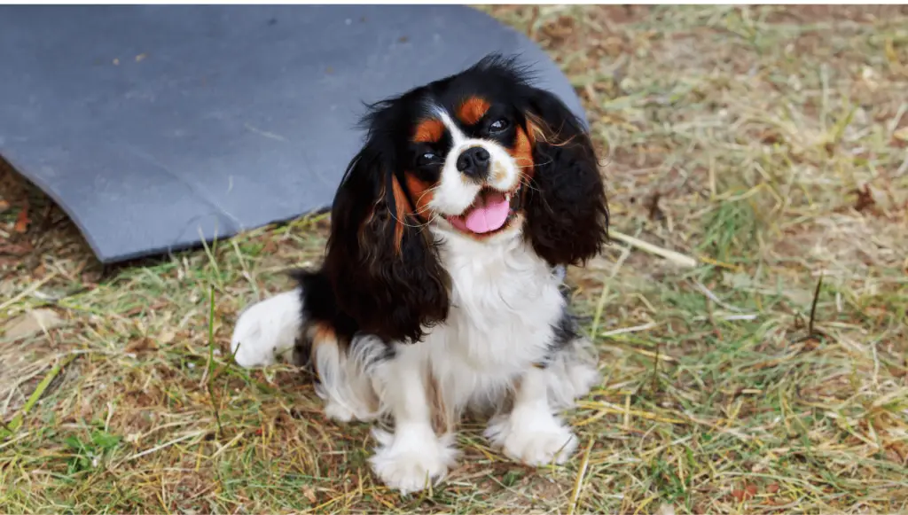 Cavalier King Charles Spaniel