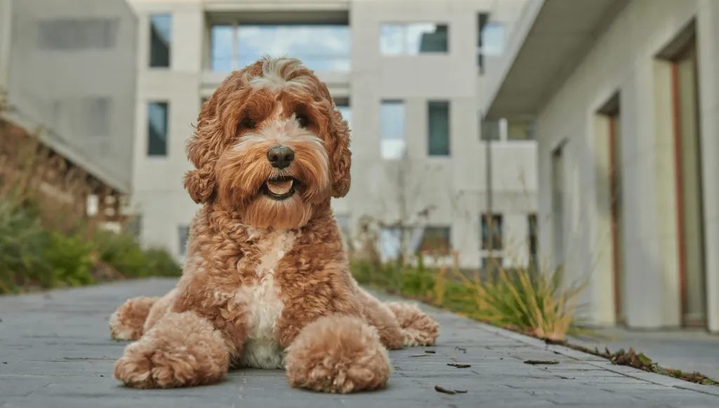 doodle dog - poodle mix laying outdoors