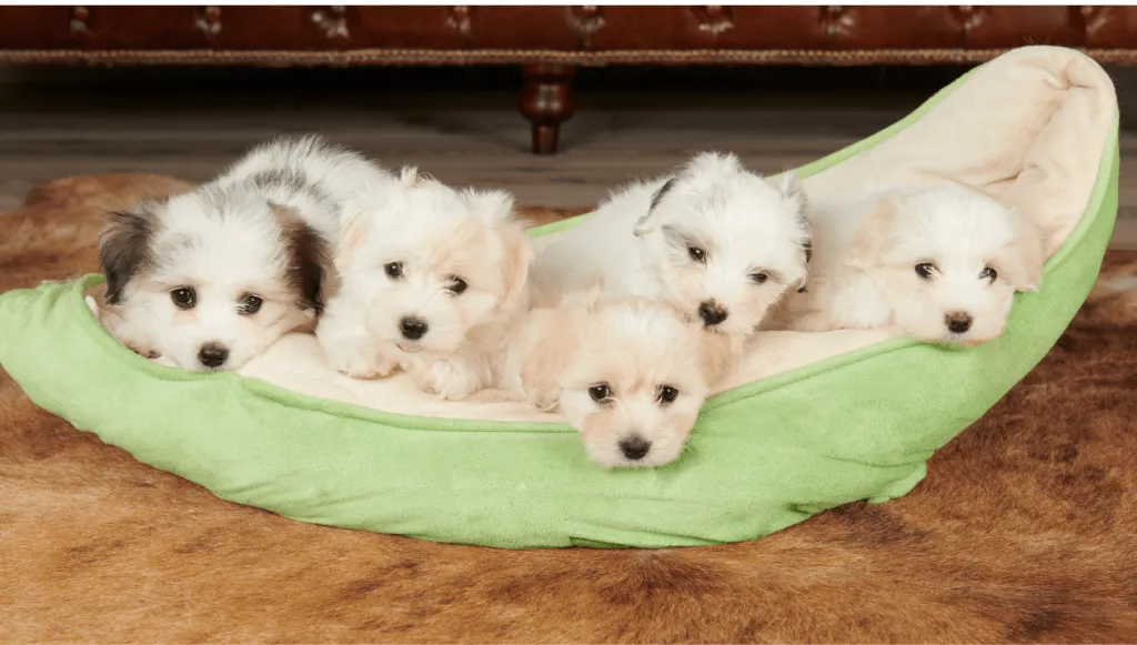 Coton De Tulear