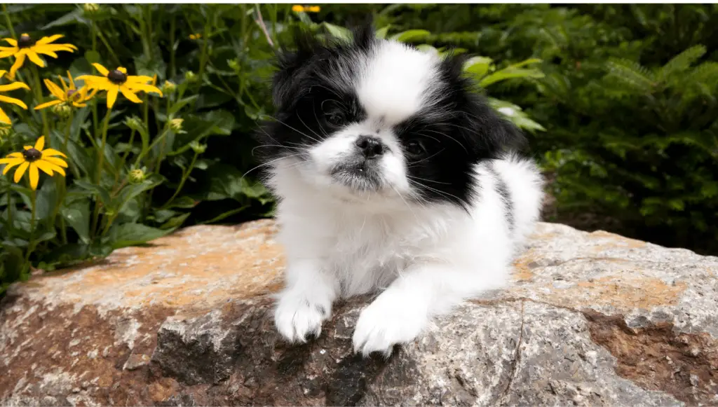 Japanese Chin