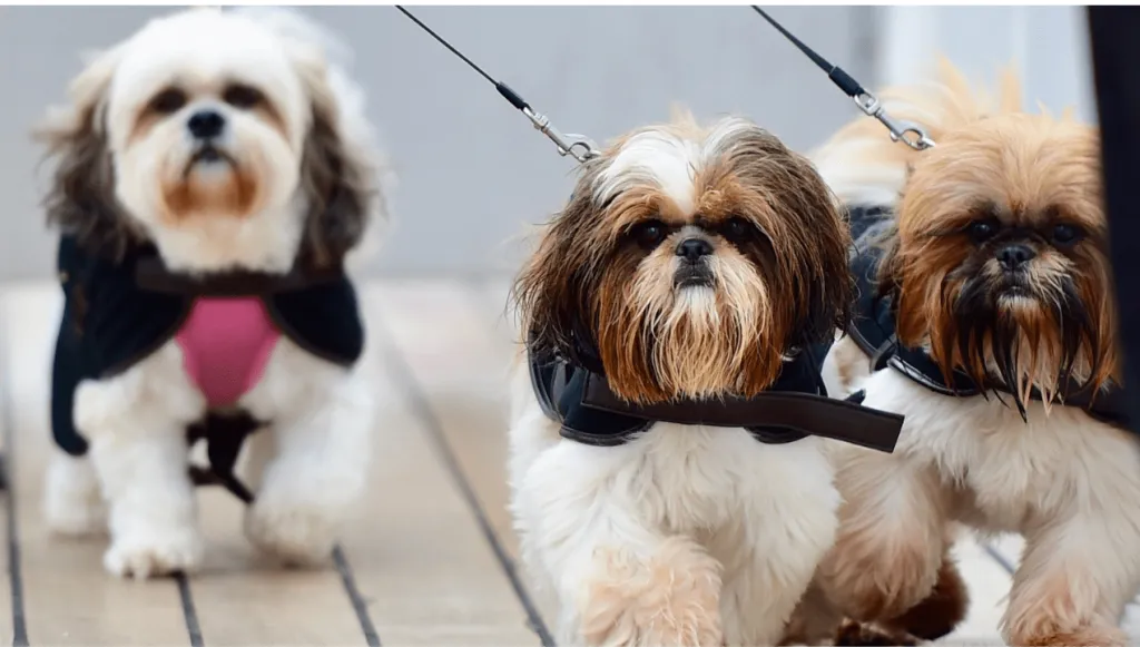 Japanese Chin