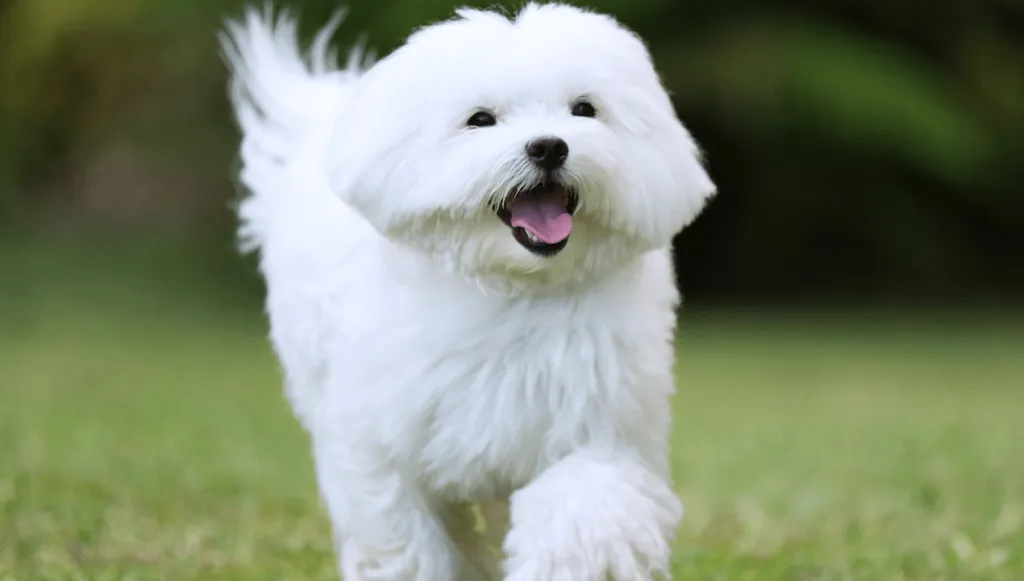 Maltese