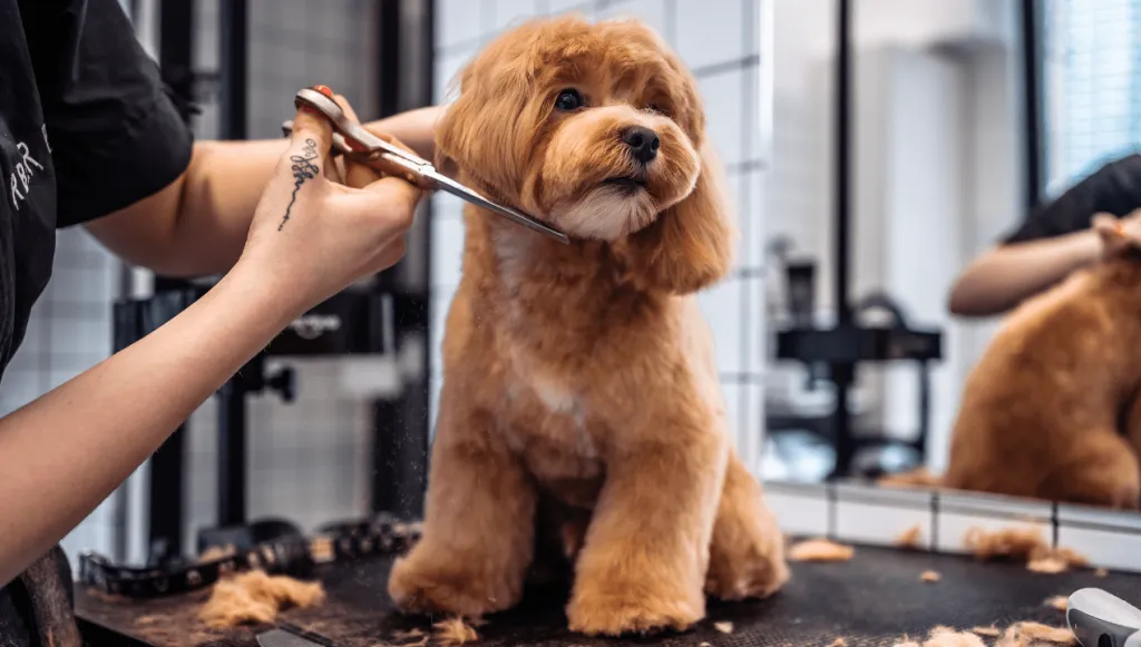 doodle dog, poodle mix being groomed