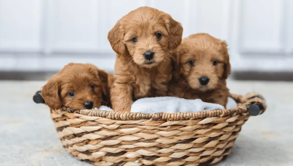 3 doodle puppies in a basket