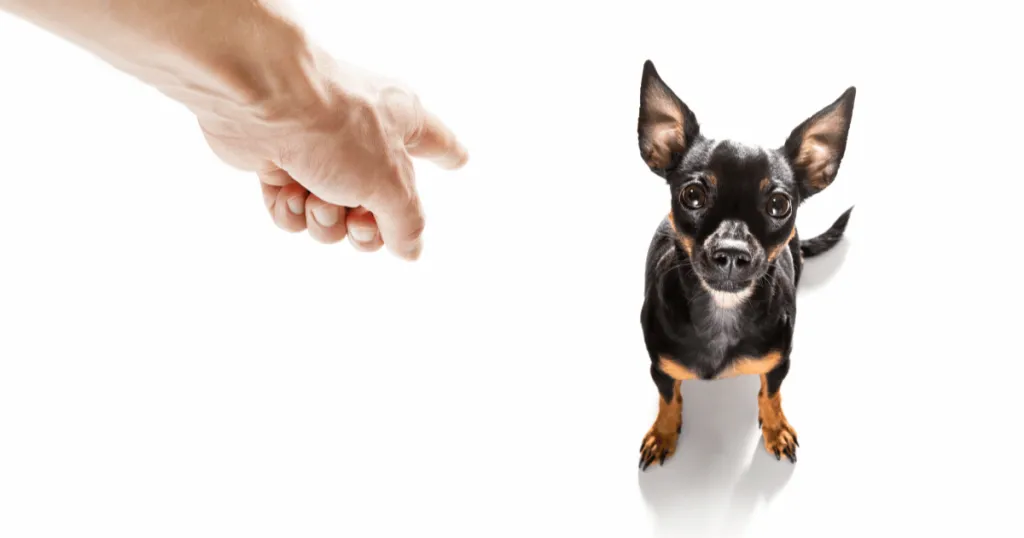 someone pointing their finger in an aggressive manner to a small black and tan chihuahua