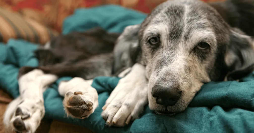 old dog a bit grey around the muzzle lazing on a sofa