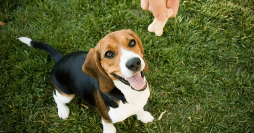 beagle dog with someone dangling a biscuit in front of them